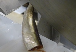 Sprat gripped by the tail