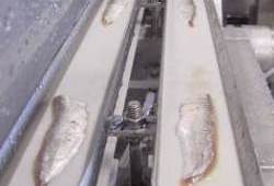 Outfeed of skinned sprat fillets